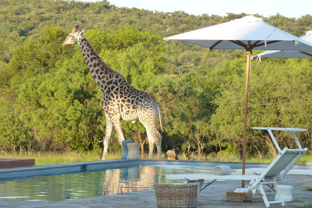 Zebras Crossing Private Game Lodge Modimolle Eksteriør bilde