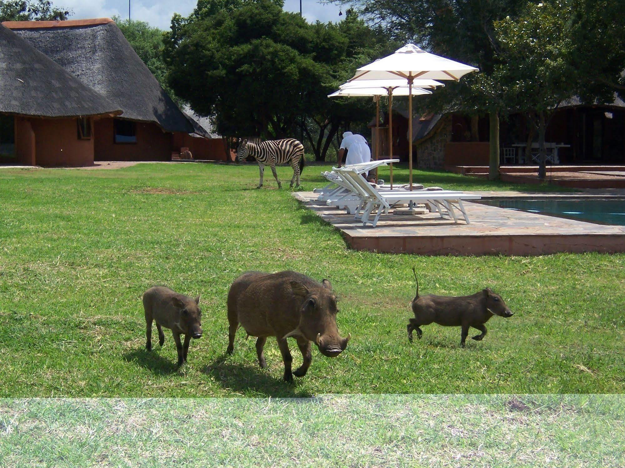 Zebras Crossing Private Game Lodge Modimolle Eksteriør bilde